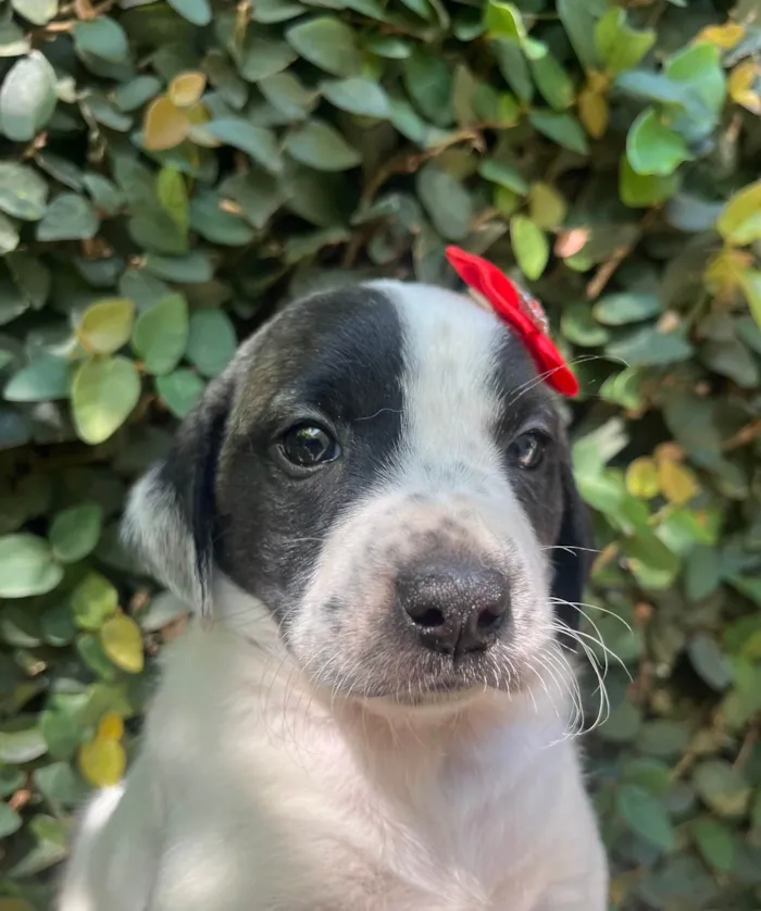 Cachorro ra a SRD-ViraLata idade 2 a 6 meses nome Kate