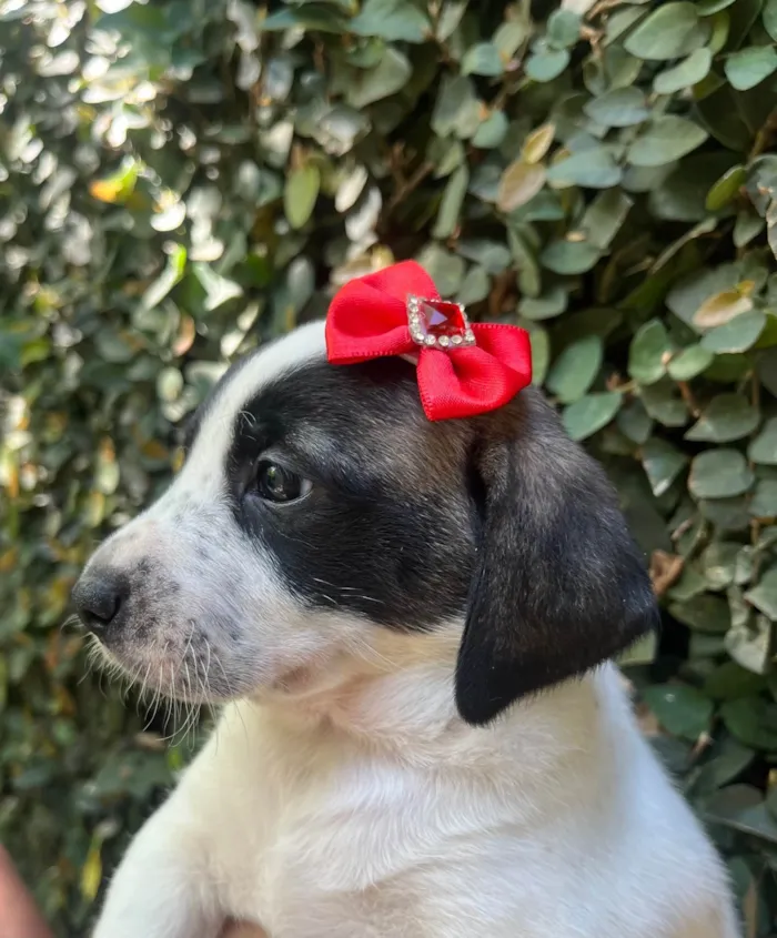 Cachorro ra a SRD-ViraLata idade 2 a 6 meses nome Kate