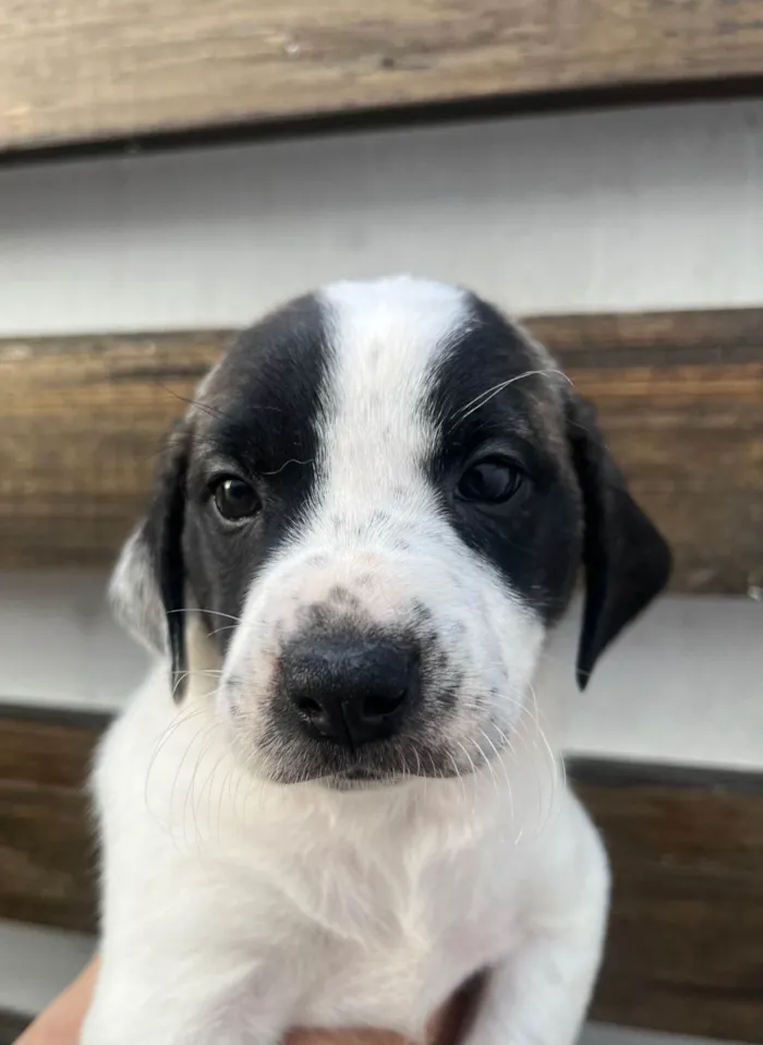 Cachorro ra a SRD-ViraLata idade 2 a 6 meses nome Kate