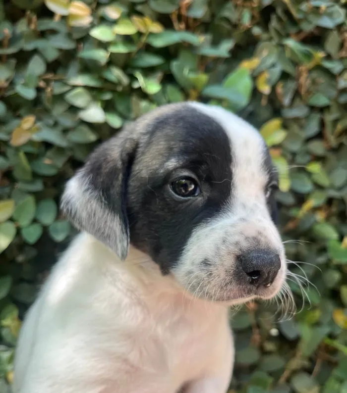 Cachorro ra a SRD-ViraLata idade 2 a 6 meses nome Kate