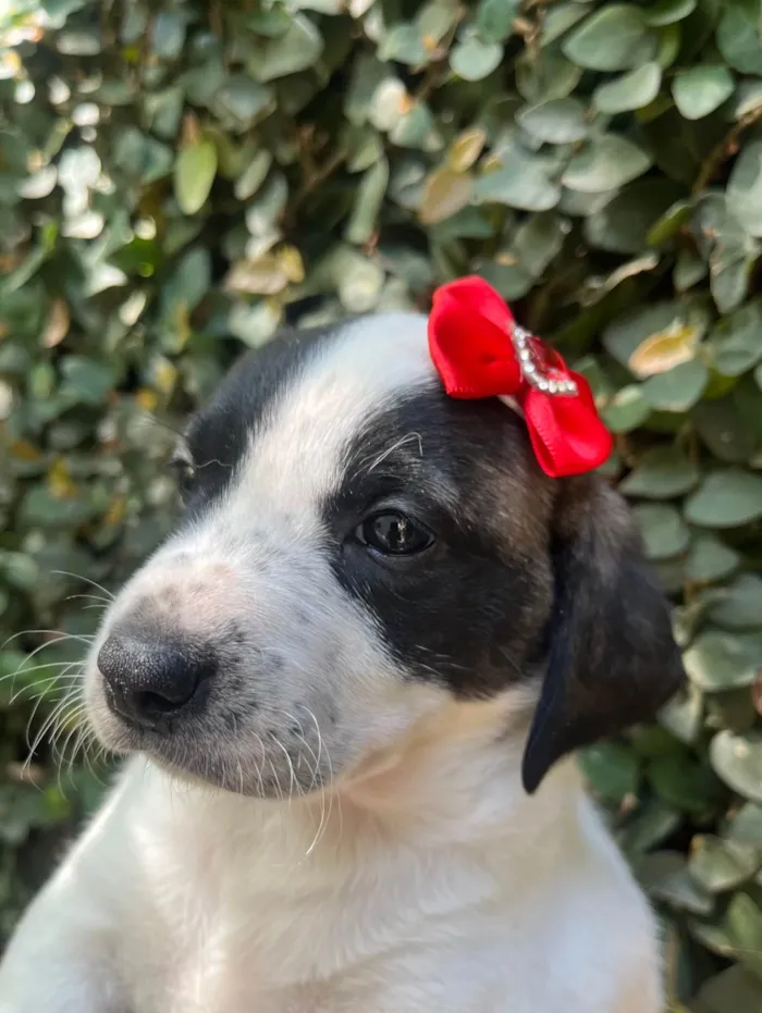 Cachorro ra a SRD-ViraLata idade 2 a 6 meses nome Kate