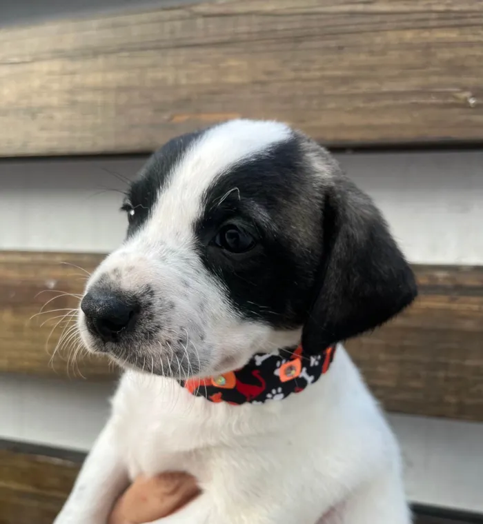 Cachorro ra a SRD-ViraLata idade 2 a 6 meses nome Kate