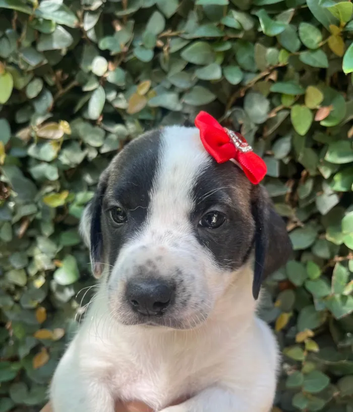 Cachorro ra a SRD-ViraLata idade 2 a 6 meses nome Kate