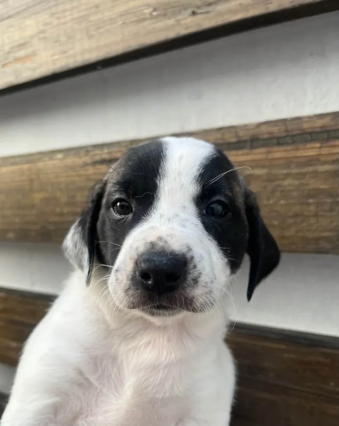 Cachorro ra a SRD-ViraLata idade 2 a 6 meses nome Kate