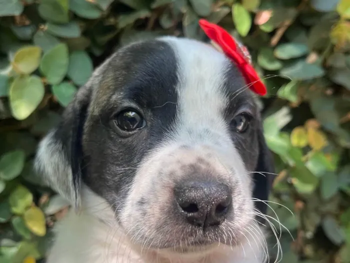 Cachorro ra a SRD-ViraLata idade 2 a 6 meses nome Kate