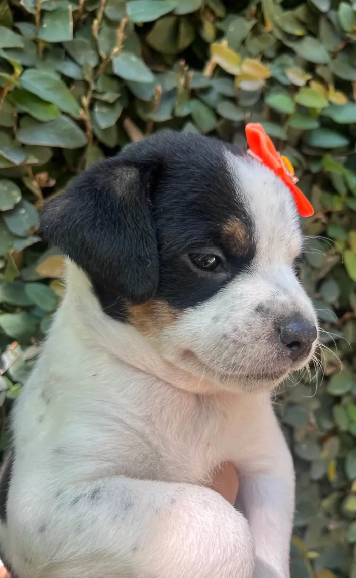 Cachorro ra a SRD-ViraLata idade 2 a 6 meses nome Karina 