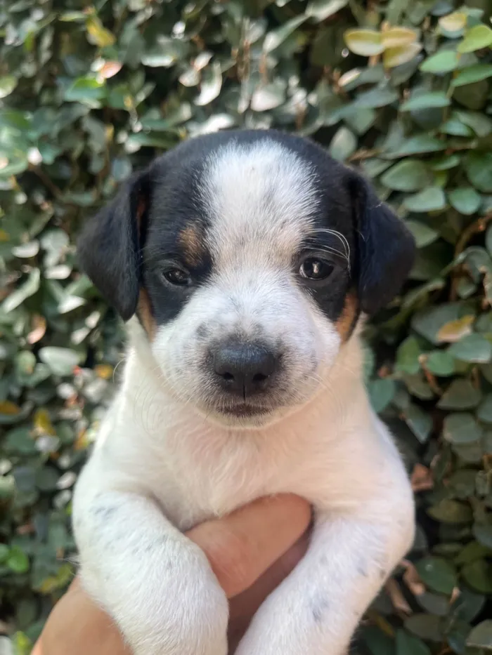 Cachorro ra a SRD-ViraLata idade 2 a 6 meses nome Karina 