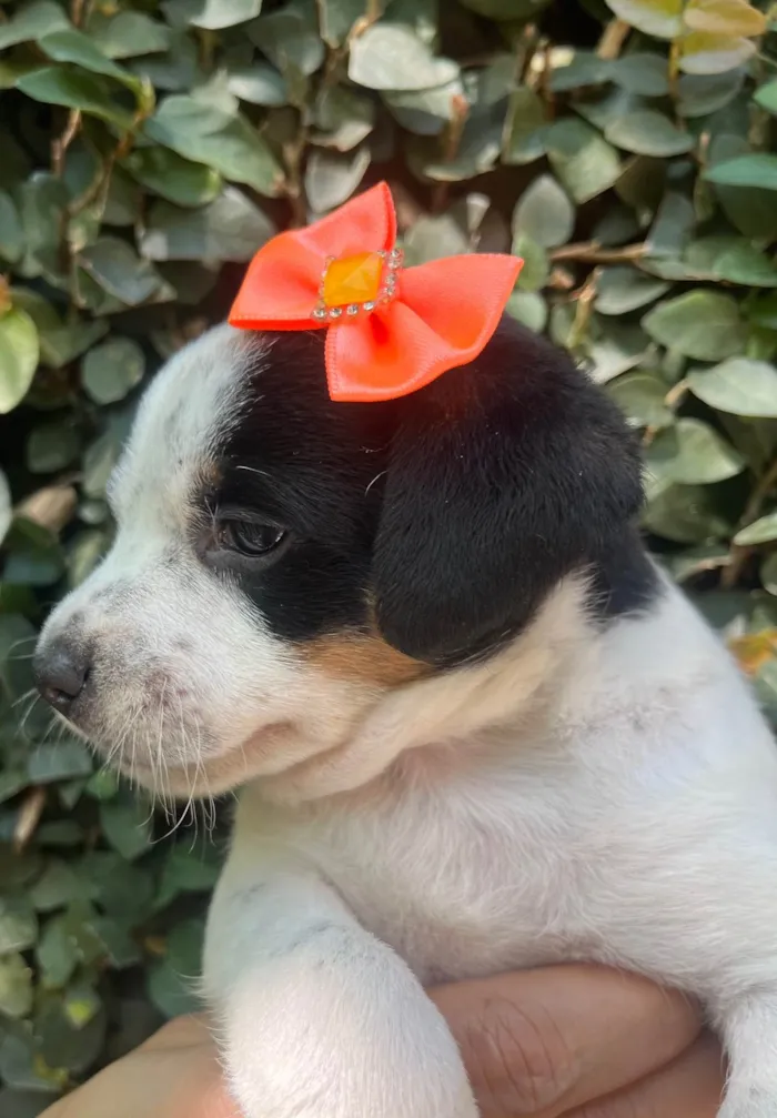 Cachorro ra a SRD-ViraLata idade 2 a 6 meses nome Karina 