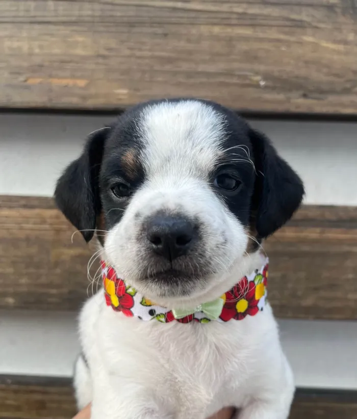 Cachorro ra a SRD-ViraLata idade 2 a 6 meses nome Karina 