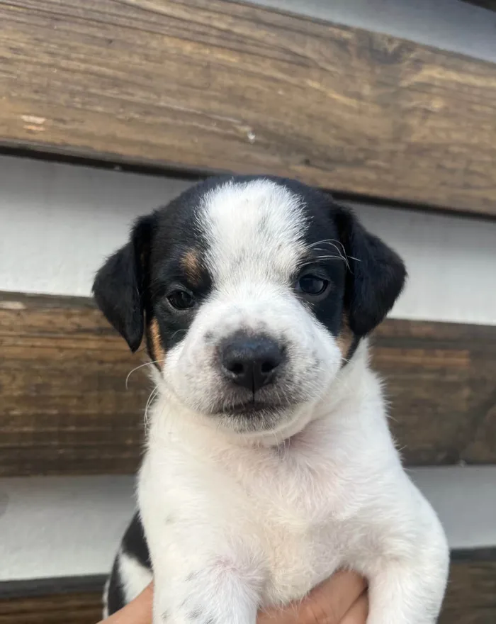 Cachorro ra a SRD-ViraLata idade 2 a 6 meses nome Karina 
