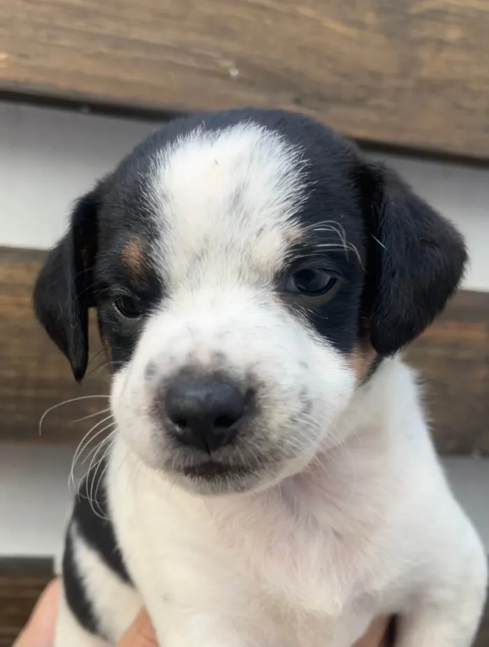 Cachorro ra a SRD-ViraLata idade 2 a 6 meses nome Karina 