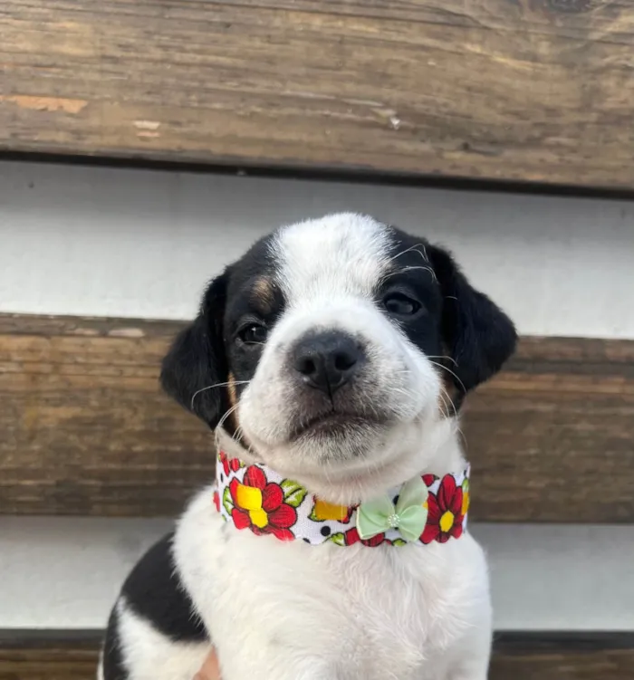 Cachorro ra a SRD-ViraLata idade 2 a 6 meses nome Karina 