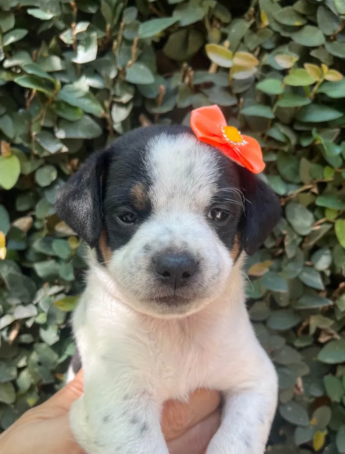 Cachorro ra a SRD-ViraLata idade 2 a 6 meses nome Karina 