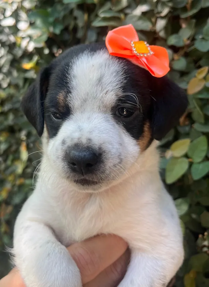 Cachorro ra a SRD-ViraLata idade 2 a 6 meses nome Karina 