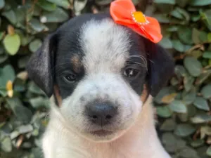 Cachorro raça SRD-ViraLata idade 2 a 6 meses nome Karina 
