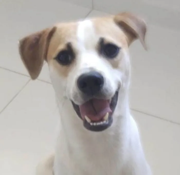 Cachorro ra a Mestico  idade 1 ano nome Logan 