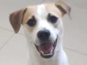 Cachorro raça Mestico  idade 1 ano nome Logan 