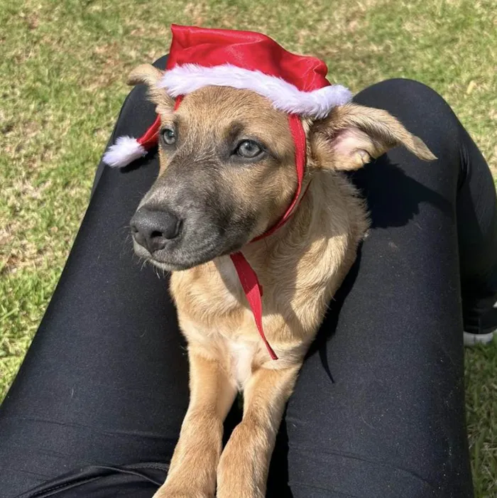 Cachorro ra a SRD-ViraLata idade 2 a 6 meses nome Brad Pitt
