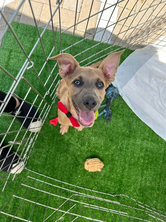 Cachorro ra a SRD-ViraLata idade 2 a 6 meses nome Brad Pitt