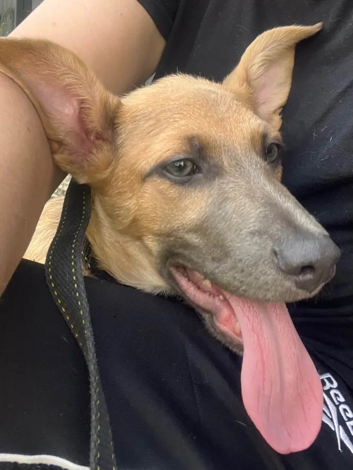 Cachorro ra a SRD-ViraLata idade 2 a 6 meses nome Brad Pitt