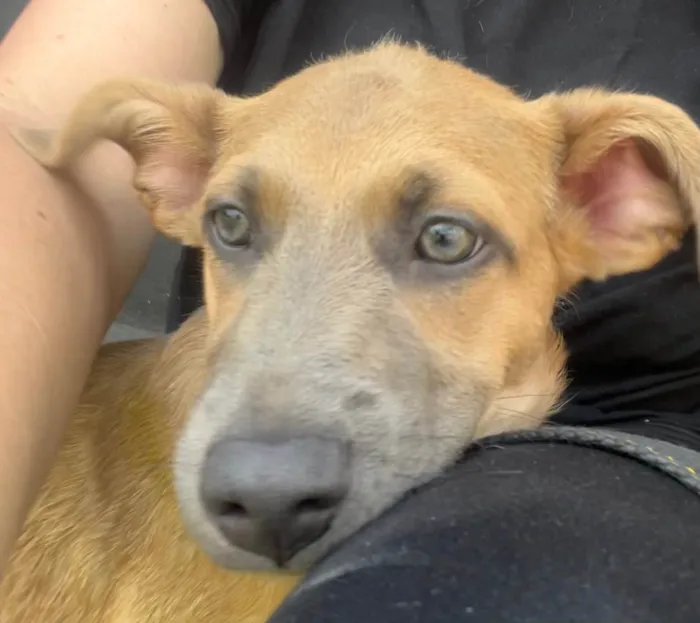 Cachorro ra a SRD-ViraLata idade 2 a 6 meses nome Brad Pitt