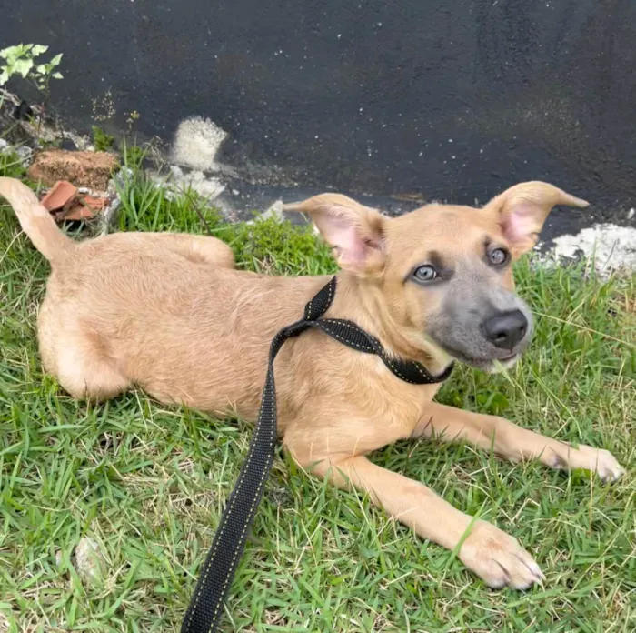 Cachorro ra a SRD-ViraLata idade 2 a 6 meses nome Brad Pitt