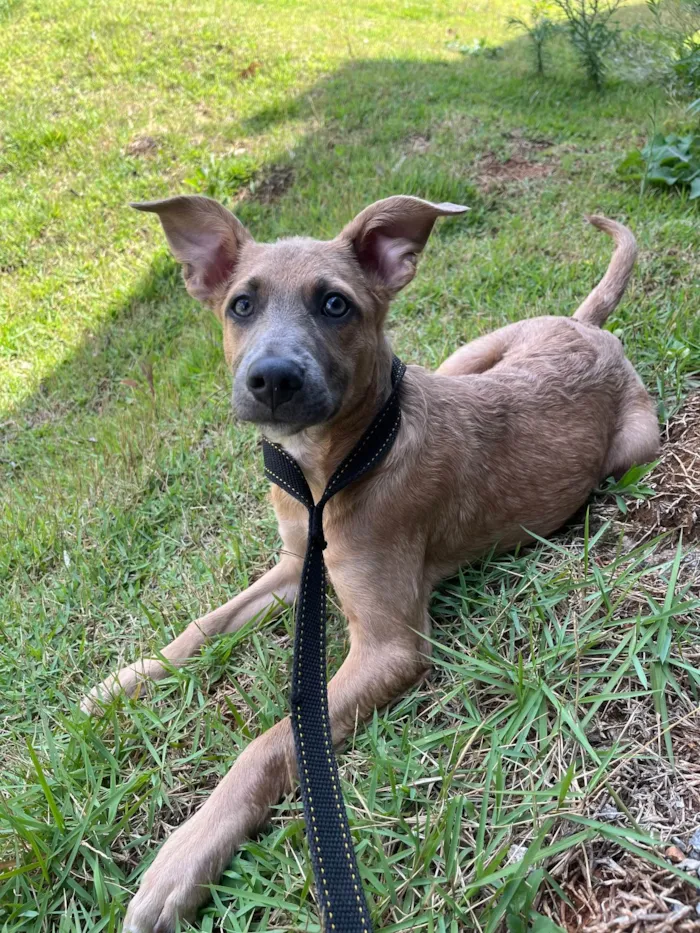 Cachorro ra a SRD-ViraLata idade 2 a 6 meses nome Brad Pitt
