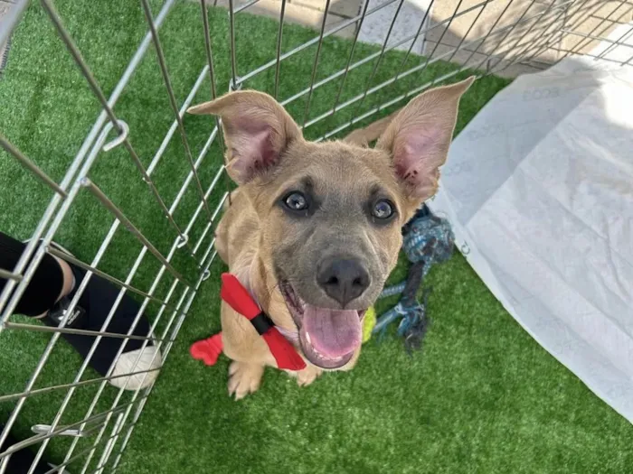Cachorro ra a SRD-ViraLata idade 2 a 6 meses nome Brad Pitt