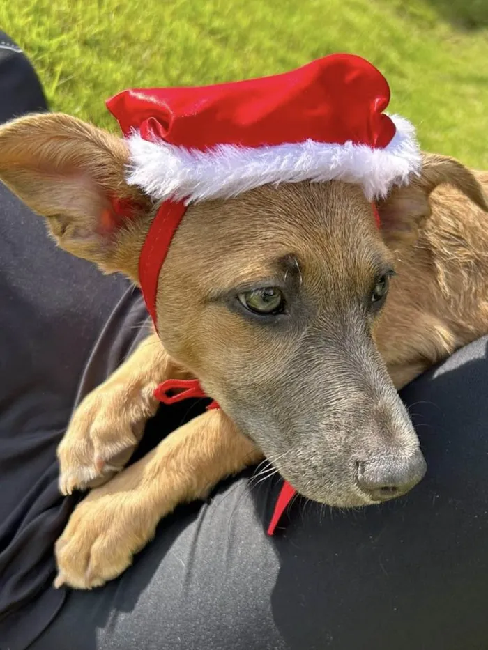 Cachorro ra a SRD-ViraLata idade 2 a 6 meses nome Brad Pitt