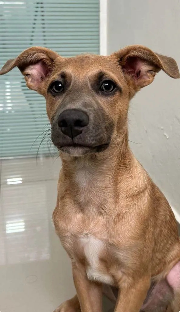 Cachorro ra a SRD-ViraLata idade 2 a 6 meses nome Brad Pitt