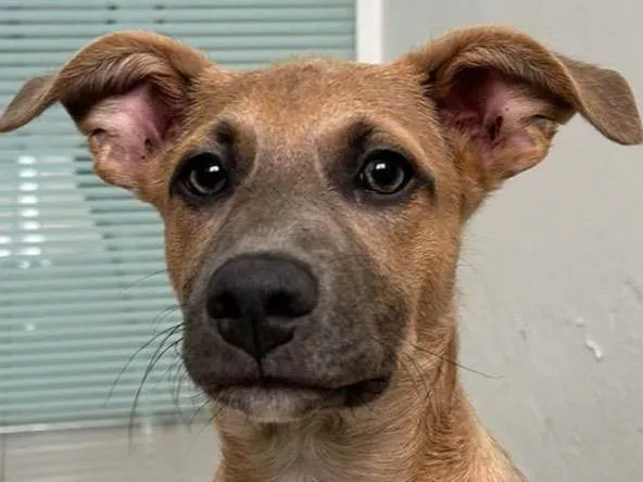 Cachorro ra a SRD-ViraLata idade 2 a 6 meses nome Brad Pitt