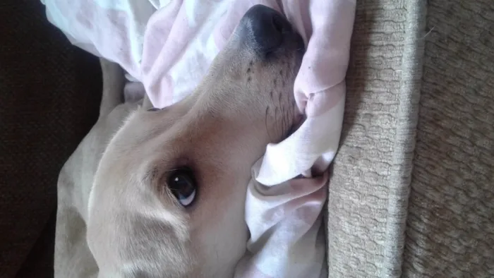 Cachorro ra a SRD-ViraLata idade 2 a 6 meses nome Cookie