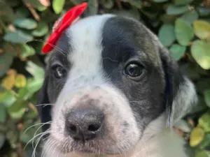 Cachorro raça SRD-ViraLata idade 2 a 6 meses nome Kate