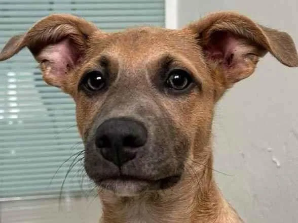 Cachorro ra a SRD-ViraLata idade 2 a 6 meses nome Brad Pitt
