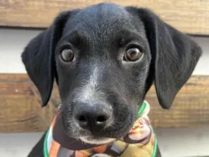 Cachorro raça SRD-ViraLata idade 2 a 6 meses nome Miguel