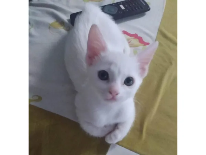 Gato ra a Srd idade Abaixo de 2 meses nome Pipoca