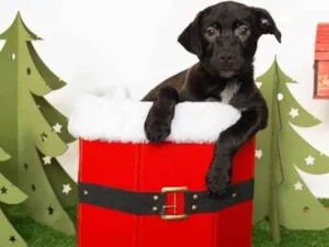 Cachorro raça SRD-ViraLata idade 2 a 6 meses nome Jorginho 