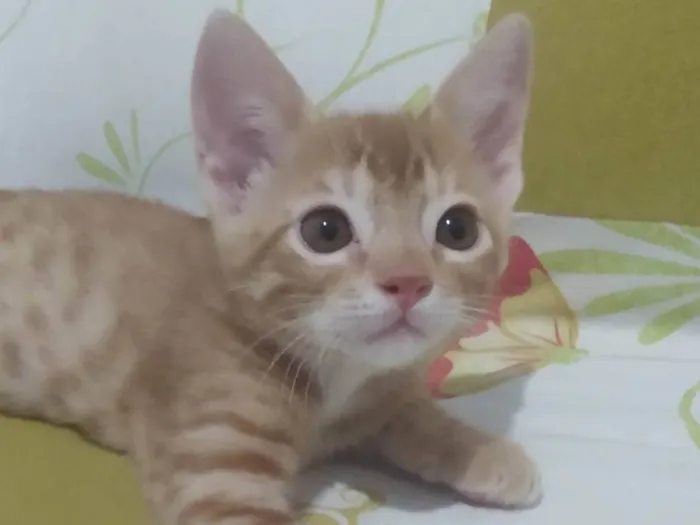 Gato ra a Srd idade 2 a 6 meses nome Caramelo (São Sebastião-DF)
