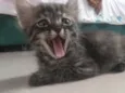Pompom