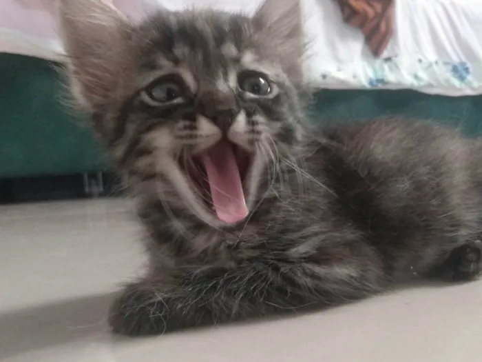 Gato ra a Srd idade 2 a 6 meses nome Pompom