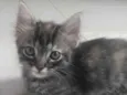 Pompom