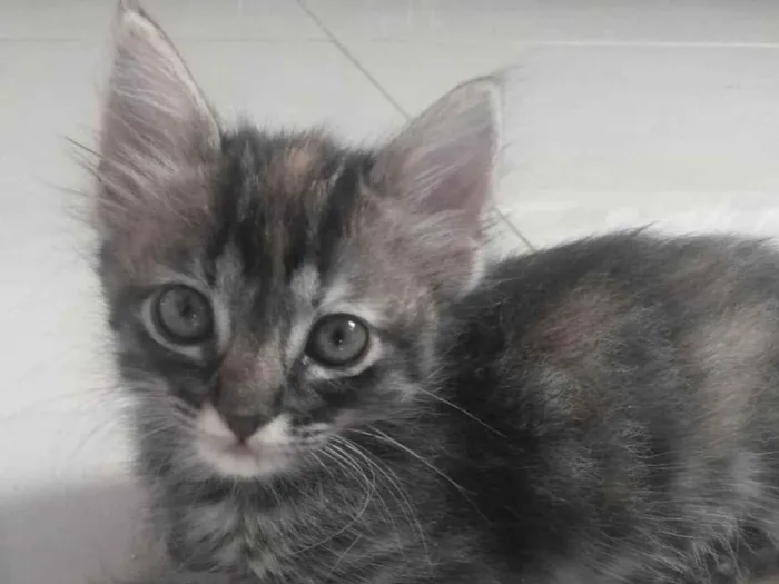Gato ra a Srd idade 2 a 6 meses nome Pompom