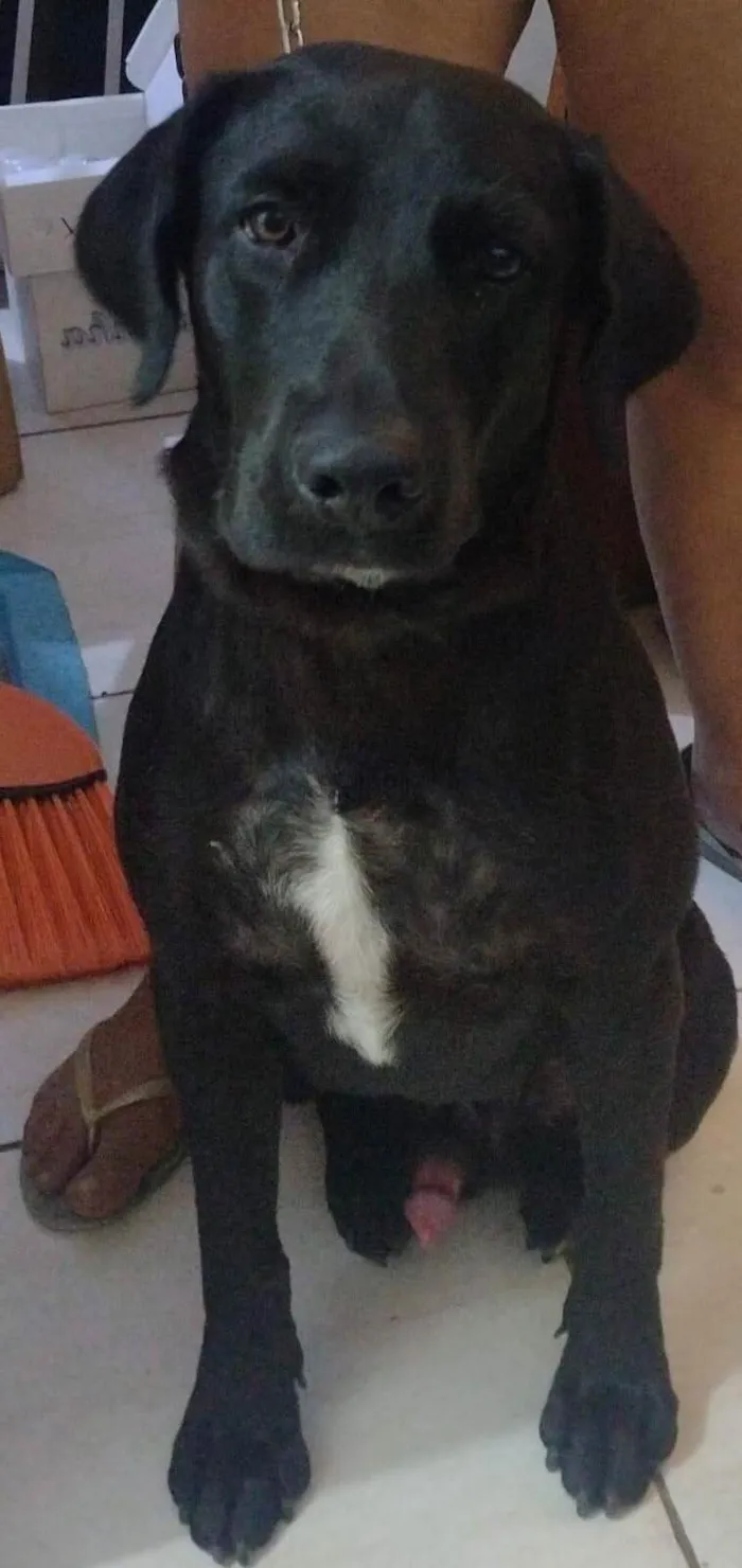 Cachorro ra a Labrador  idade 7 a 11 meses nome Hulk