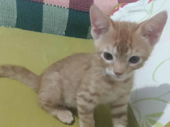 Gato ra a Srd idade 2 a 6 meses nome Caramelo (São Sebastião-DF)