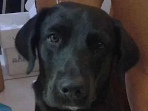 Cachorro raça Labrador  idade 7 a 11 meses nome Hulk