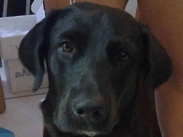 Cachorro ra a Labrador  idade 7 a 11 meses nome Hulk