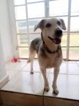 Nala