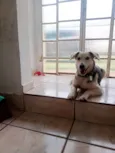 Nala