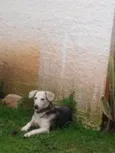 Nala