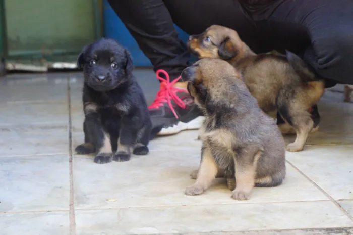 Cachorro ra a SRD-ViraLata idade Abaixo de 2 meses nome Filhotes